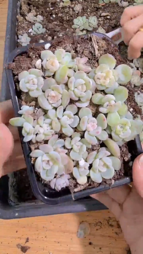 玉簪切糕 量拍多肉植物