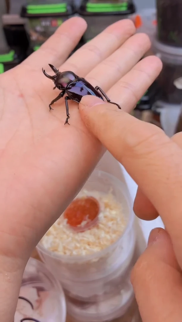 紫色彩虹锹甲一只