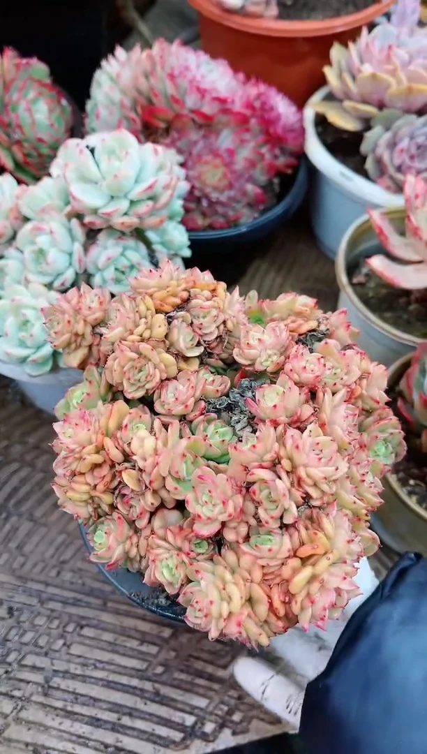 【闪购商品】20086