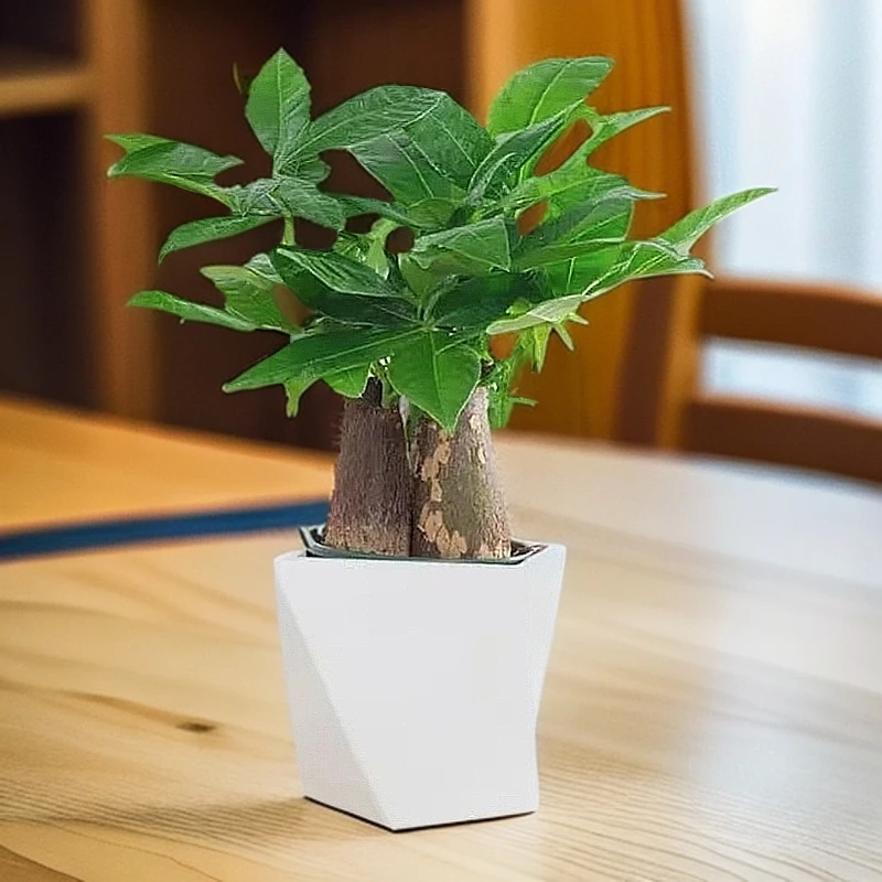三杆发财树盆栽易活植物室内客厅小盆景四季常青内盆栽花卉王