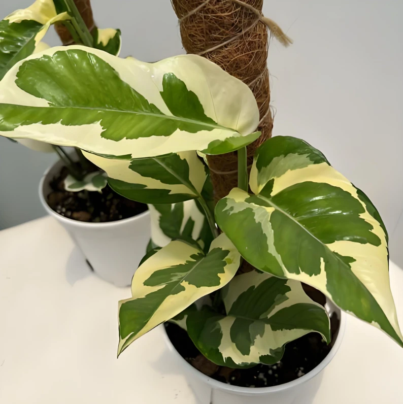 祺诺热植超市【白森林蔓绿绒】正版ins风室内养护爬藤植物