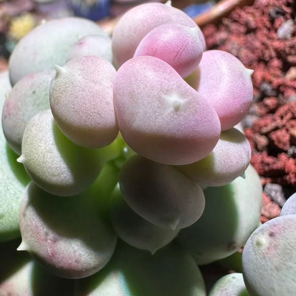 凑单链接 ( ﹡ˆoˆ﹡ )