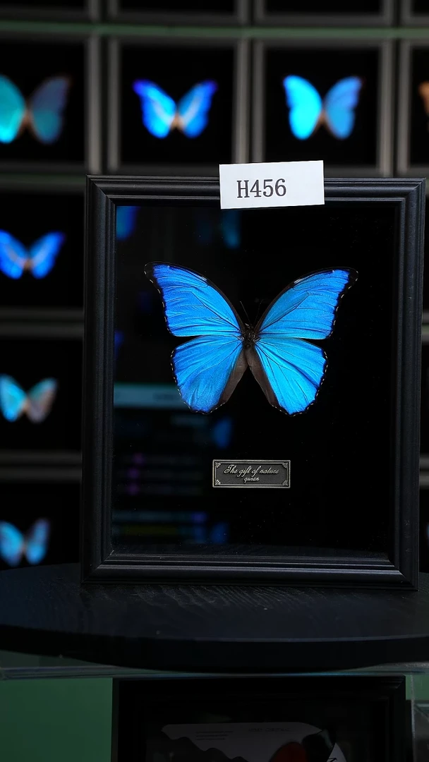 蝴蝶标本摆件竞拍大蓝闪蝶H456