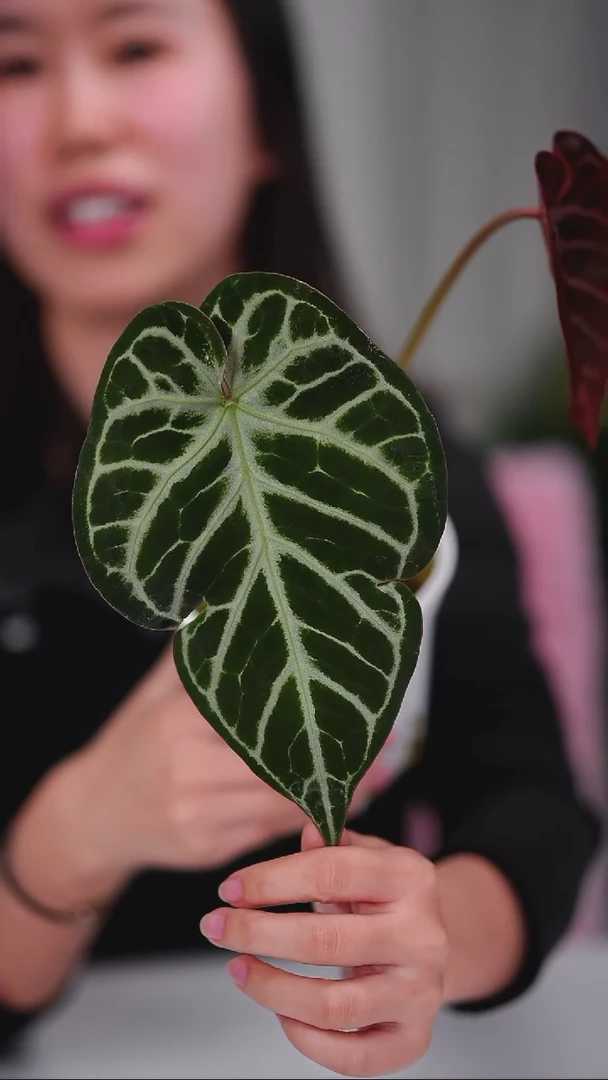 完全开放奇妙森林K红xNSE