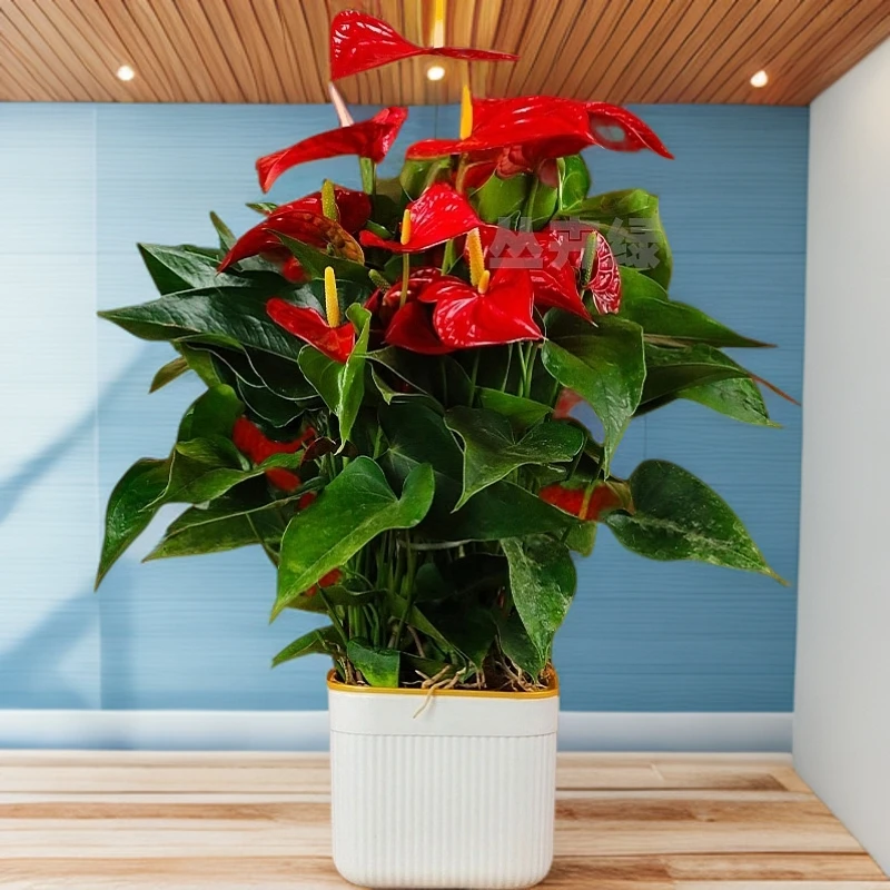 水培懒人绿植高端红掌盆栽客厅绿植一帆风顺花卉植物室内客厅可