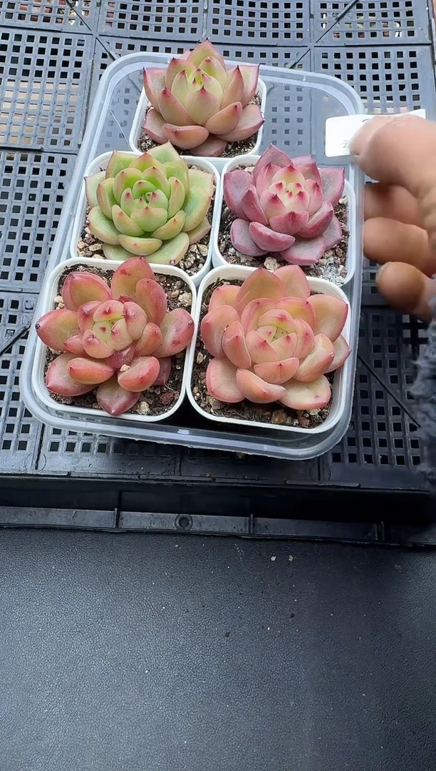 珍妮杂交多肉多肉32