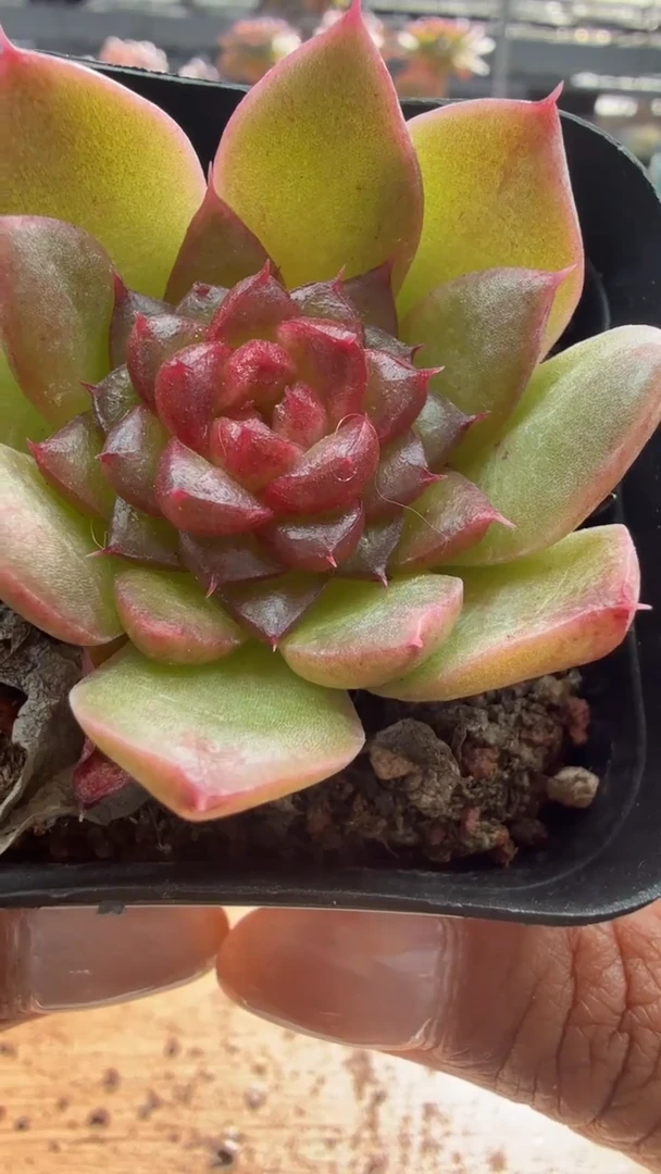 东云多肉园二店-235