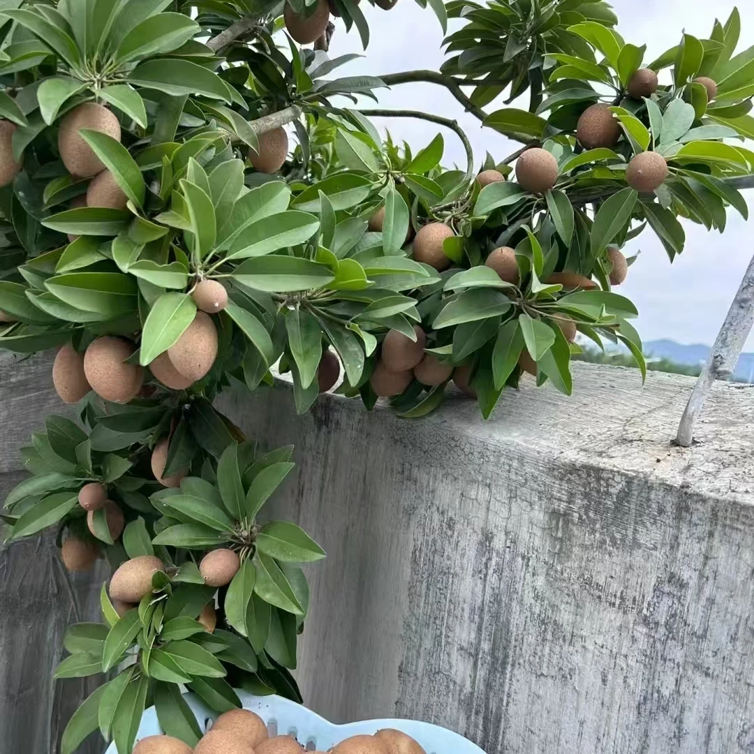 人心果树四季南北方盆栽地栽庭院种植仁心果树