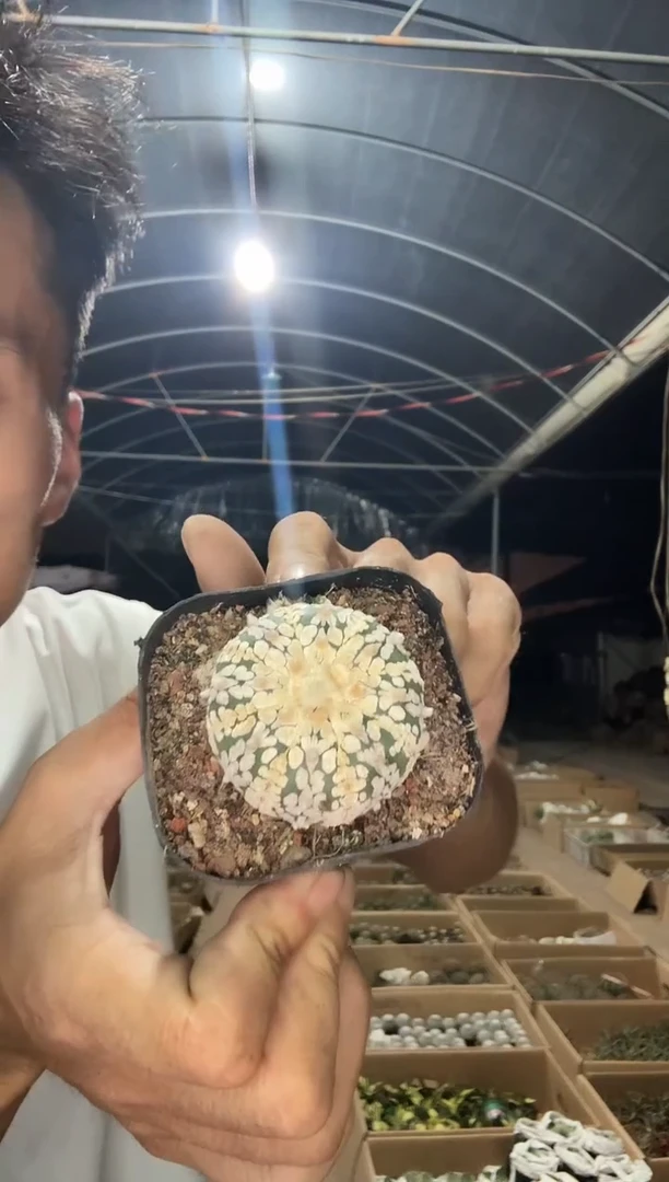 实生v兜一颗13.99