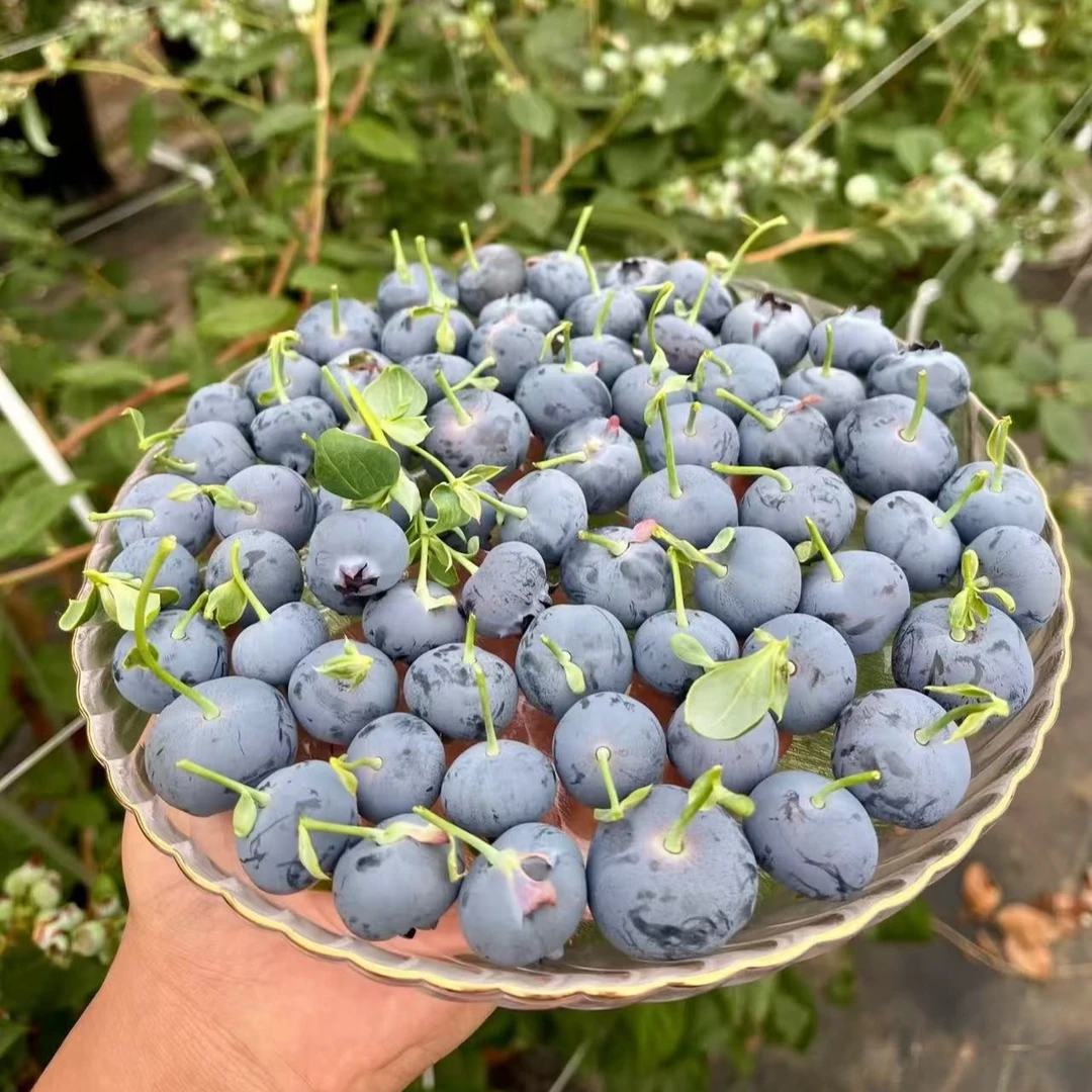 【正宗露天蓝莓苗】非常好养盆栽地栽 南方北方阳台庭院种植