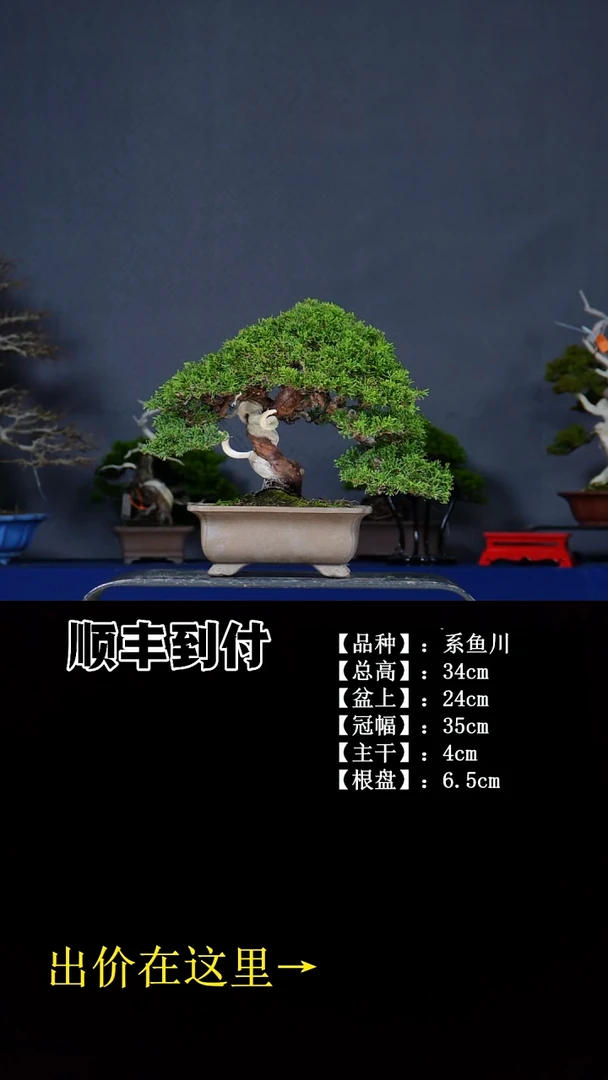 无花朵系鱼川 不包邮