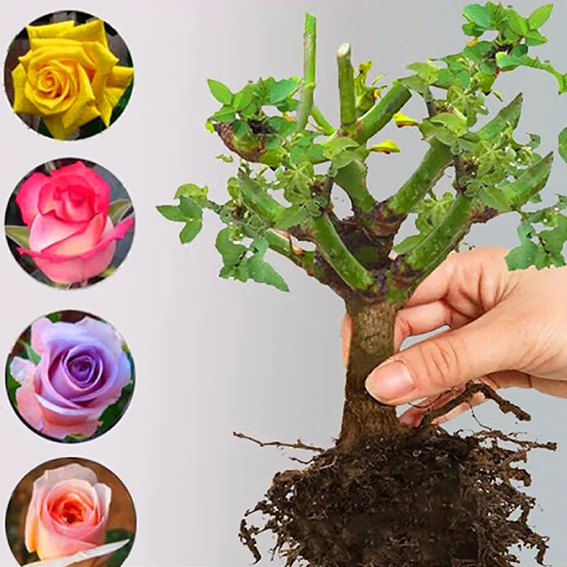 【四季玫瑰】（夏季3棵）多头四季玫瑰花z云南精品玫瑰花树桩裸根苗