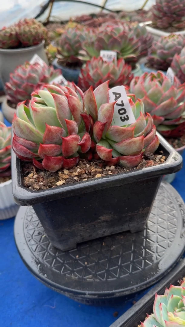 【闪购商品】A703惊鸿仙子（裸根发货）（不包整）