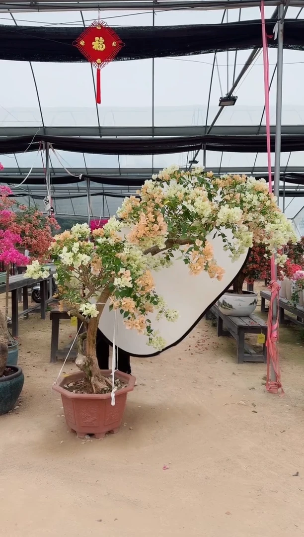 【闪购商品】盆景金心黄白