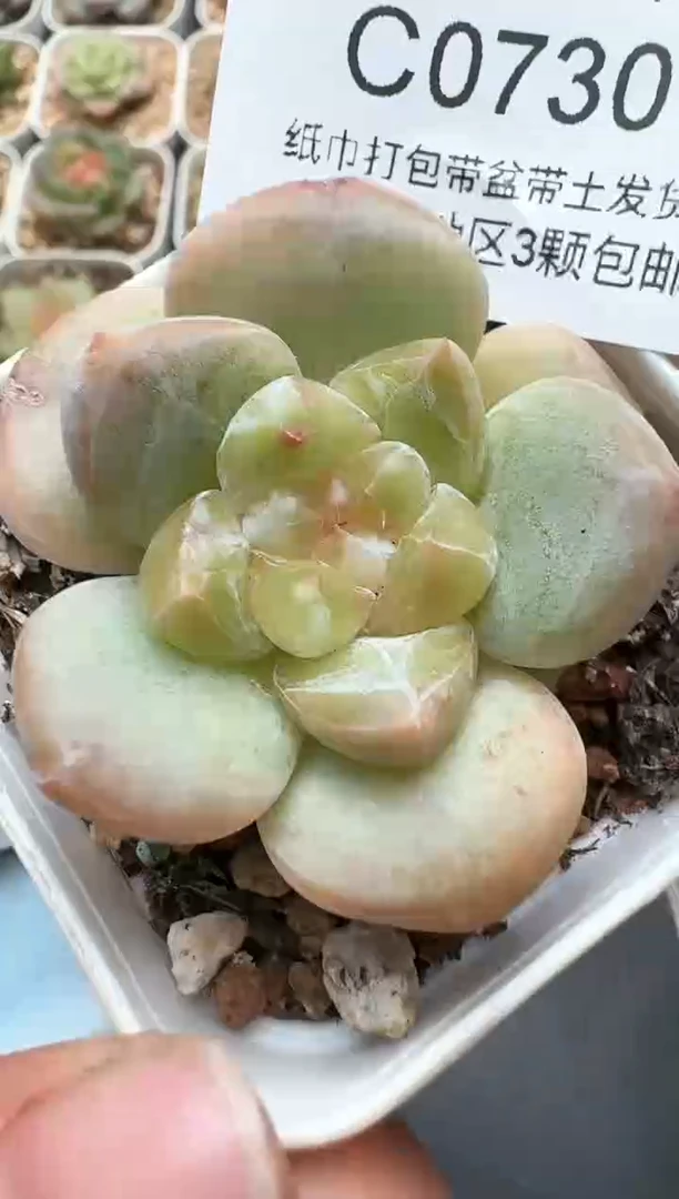 730C云禹多肉植物 带盆土纸巾打包 3颗包邮