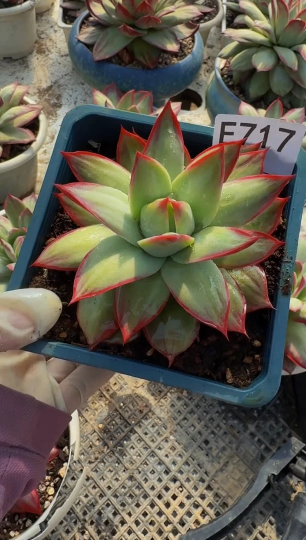 E717惊鸿仙子（裸根发货）