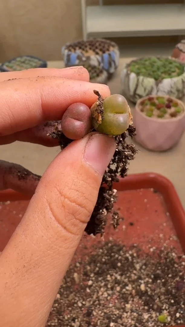 9-71多肉植物肉锥