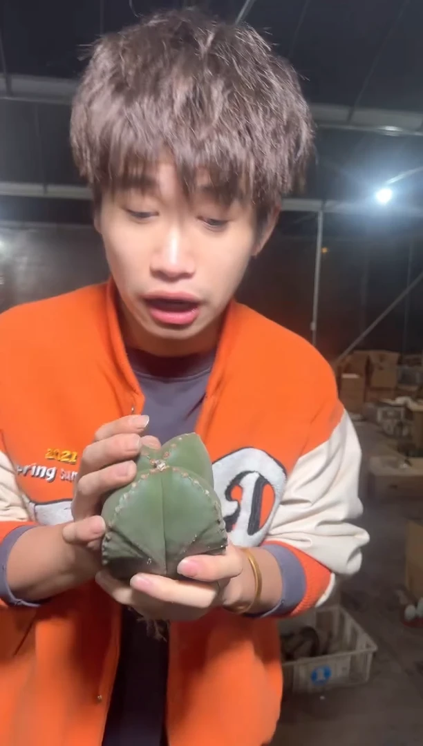 实生根 大号 鸾凤玉 不指定几棱