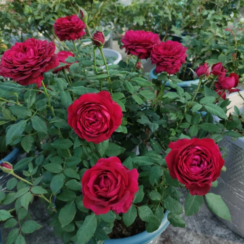 詹尼斯棒棒糖月季花卉矮桩树状月季阳台庭院养护绿植花卉