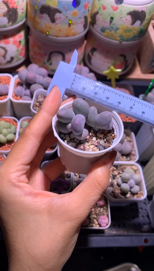 米可奶酪，满28包邮，不满发一个叶片到付