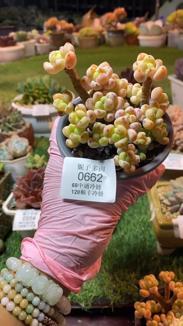 0662（满28包邮发货）