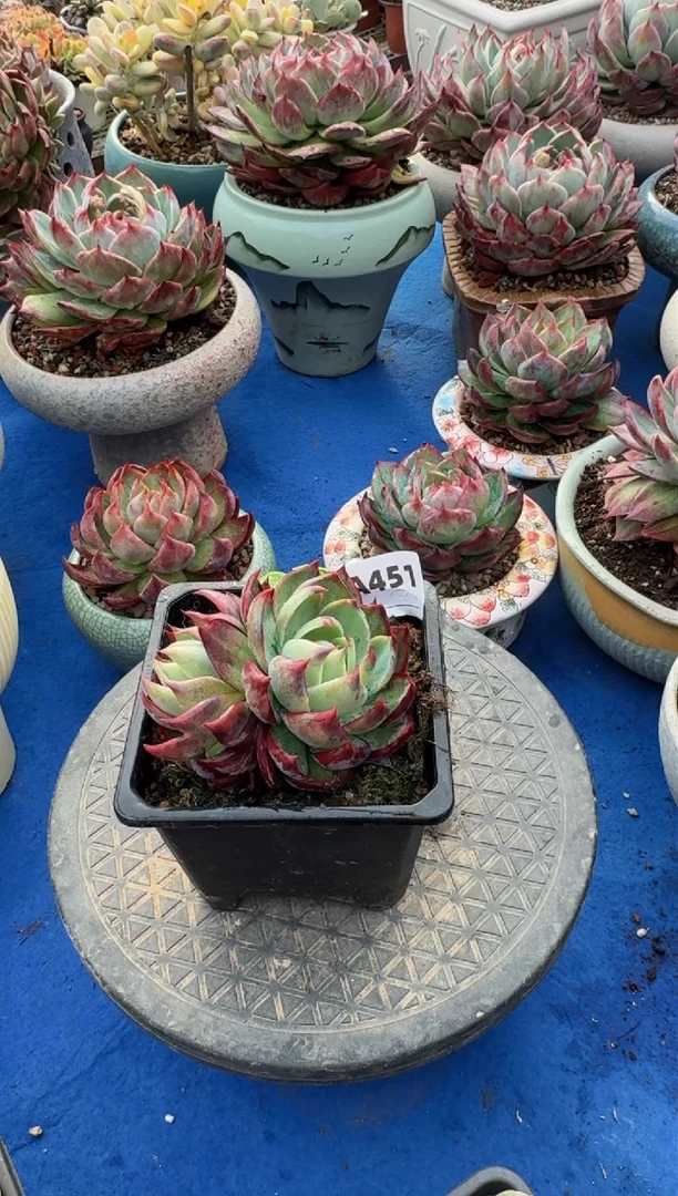 【闪购商品】A451惊鸿仙子（裸根发货）（不包整）