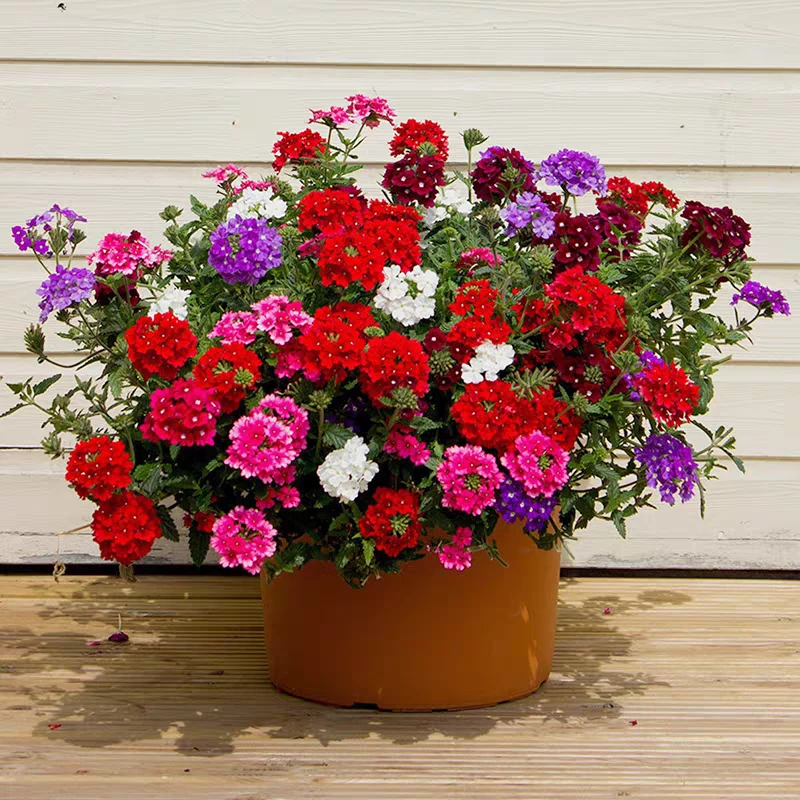 美女樱籽料种子多年生新疆包邮گۈل ئۇرۇقى