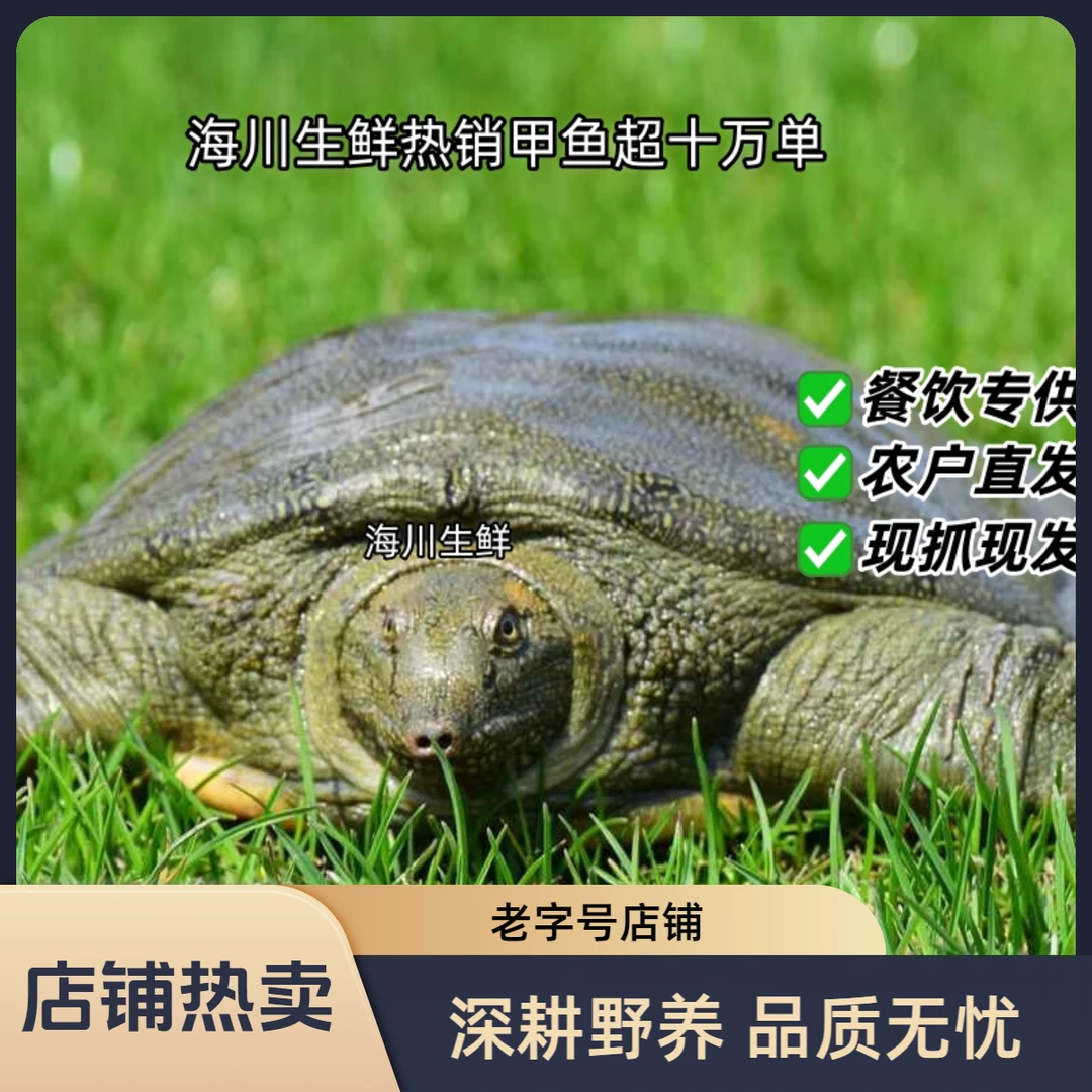 鲜活外塘老青背甲鱼 包活到家