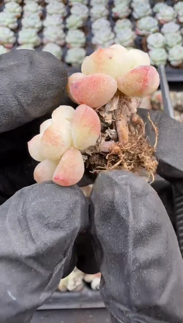 【闪购商品】12号到手（5）棵-江北多肉