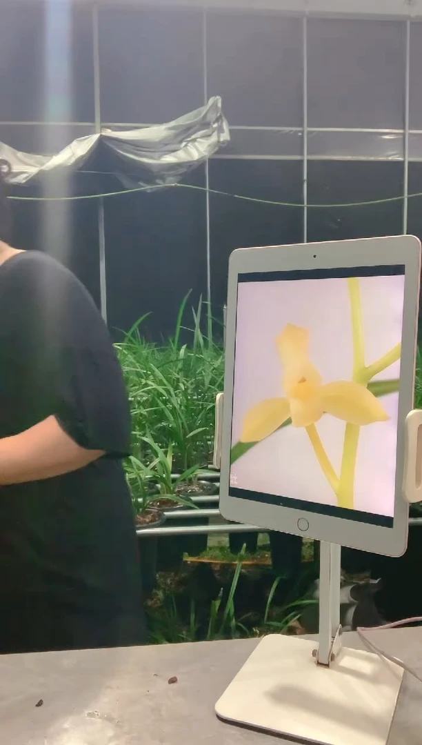 当前无花栽培后可以开花凭***.君荷