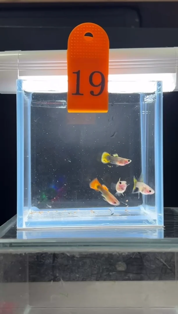 孔雀鱼小蜜蜂C编号19