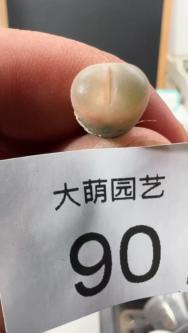 【闪购商品】++++90