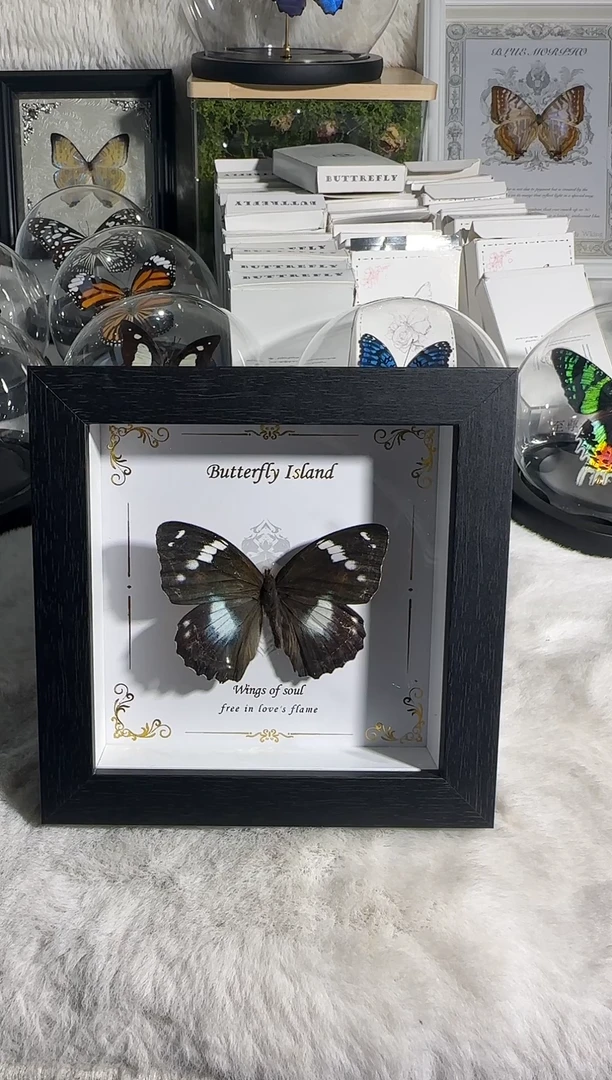 有机玻璃蓝带容小木盒造景