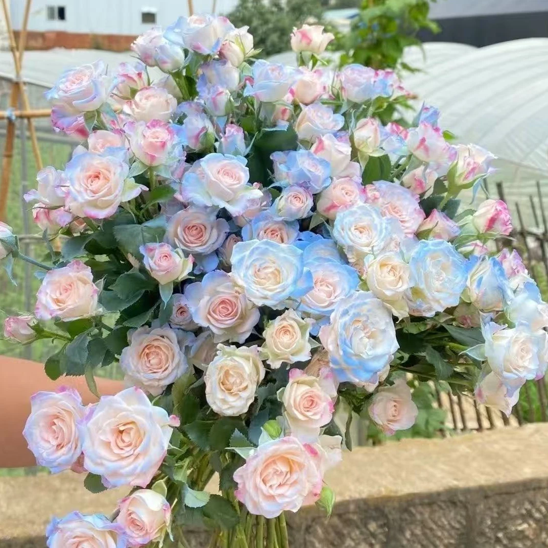 【碎冰蓝折射泡泡】云南鲜切花基地直发拍两单升级顺丰冷链德邦空运