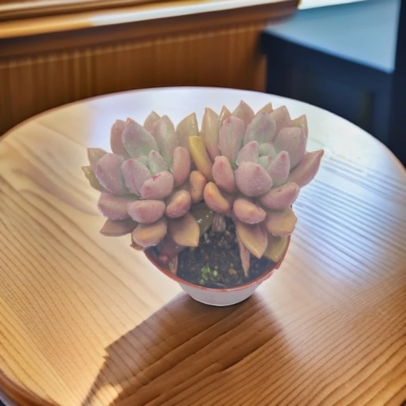 桃花源 多肉植物 云南发货 新手好养