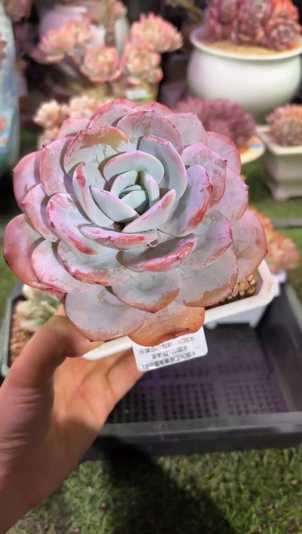 【闪购商品】00153