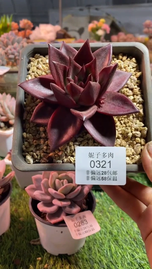 【闪购商品】0321a