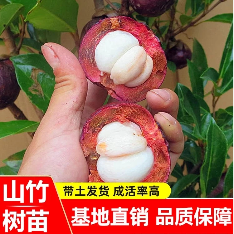 b原盆原土带枝带叶无籽山竹果树果苗南方北方种植四季盆栽地栽