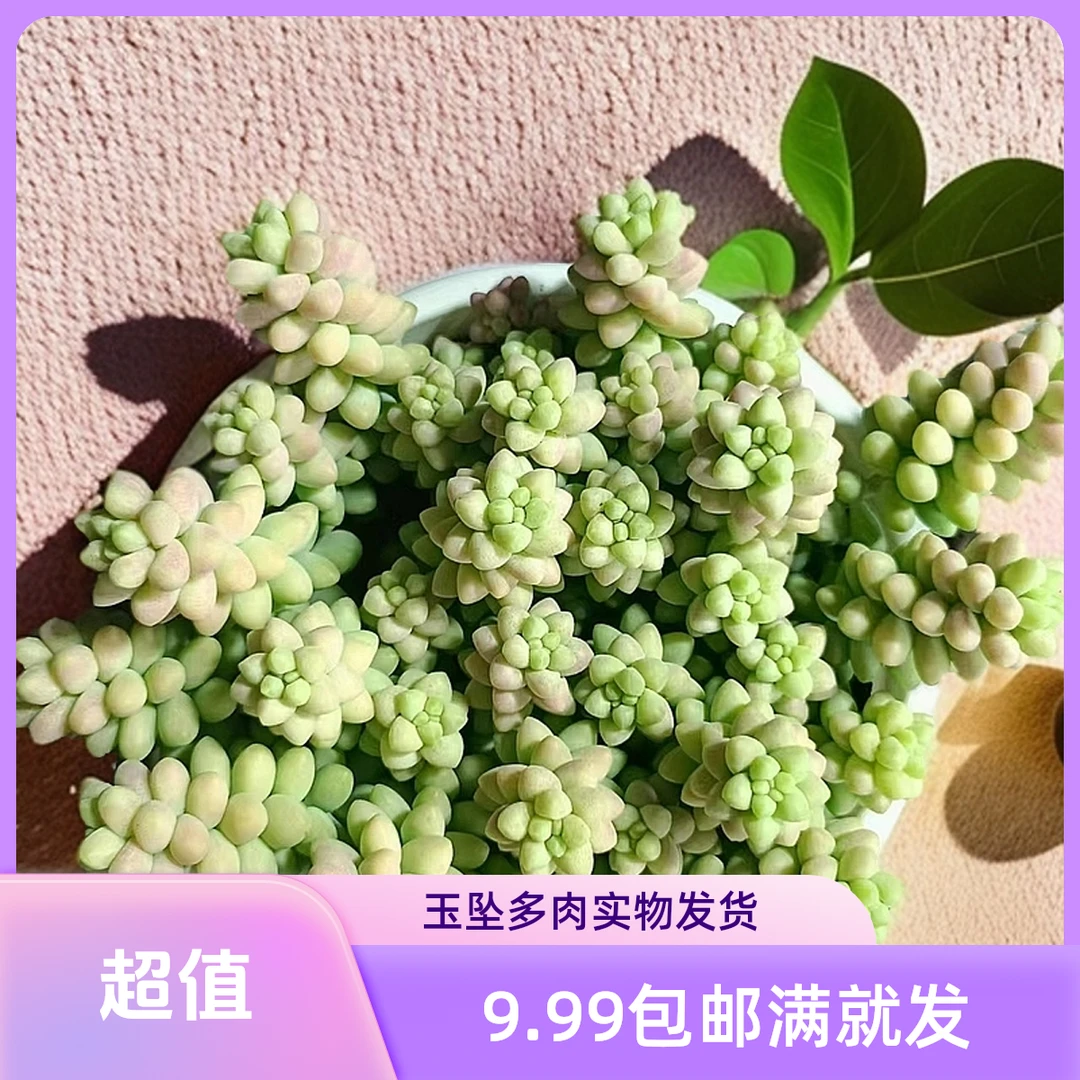 玉坠(拼满10元包邮)多肉植物阳台露台办公室绿植植新手好养好活