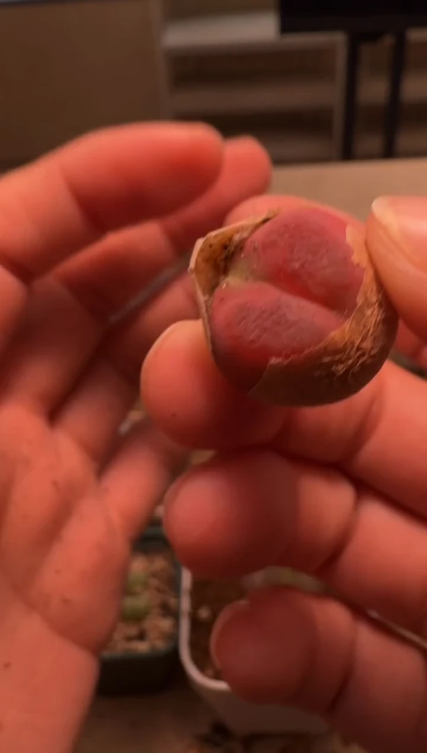 美丽的肉石头-470