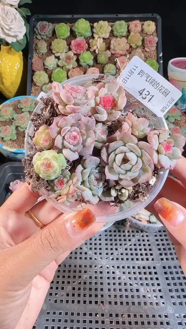 1111-431切糕（群生不包整）