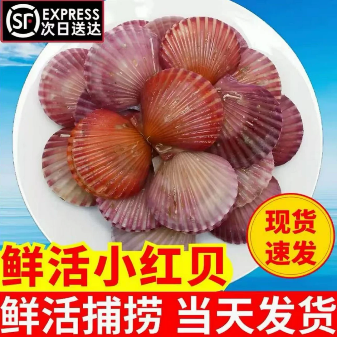 【顺丰包邮】小红贝扇贝当天捕捞新鲜发货5斤一箱包邮保鲜不保活