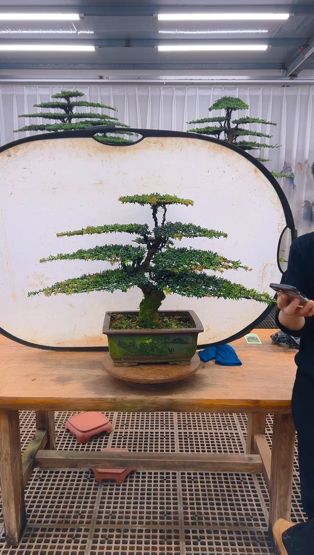 无花朵仁**士精品盆景直播间一物一拍