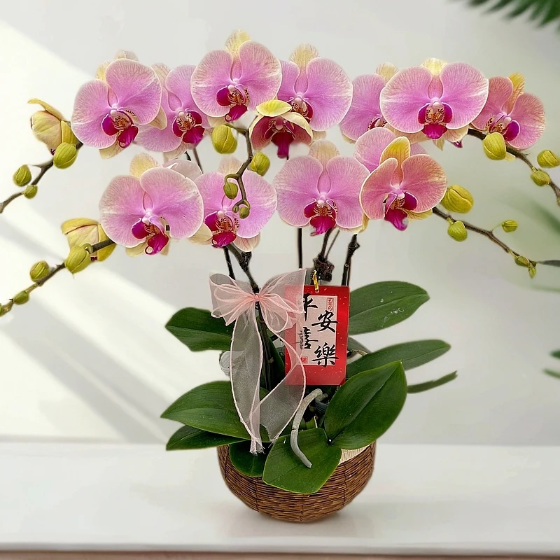 蝴蝶兰《蒙娜丽莎】欧洲进口 高端花卉 送礼乔迁 好养耐养碧绿爆根