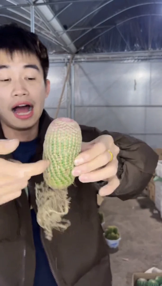 【闪购商品】实生根 红太阳 高6-8cm