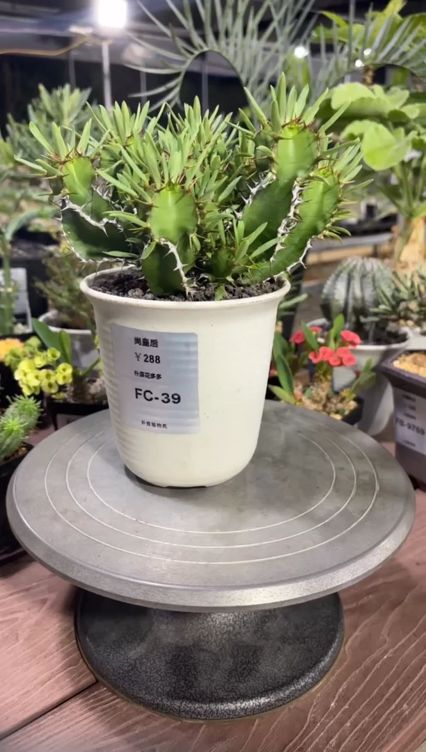 鹅****~尚皇后FC-39