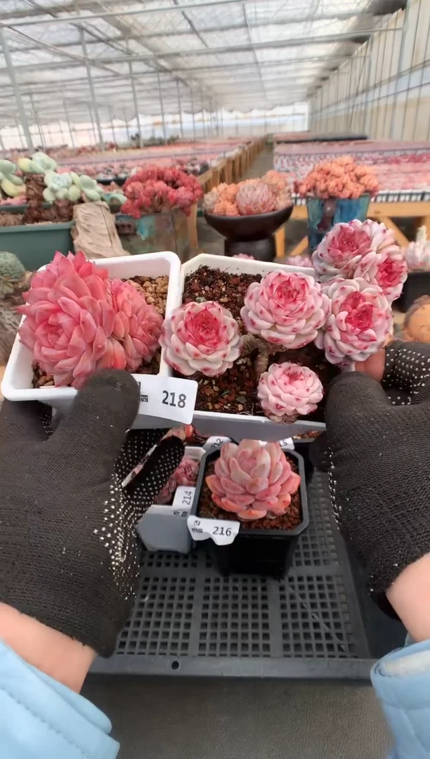 【闪购商品】218多肉两棵一物一拍