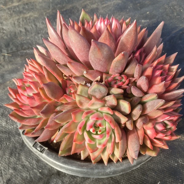 多头弗兰克 好看好养 多肉植物 云南昆明发货