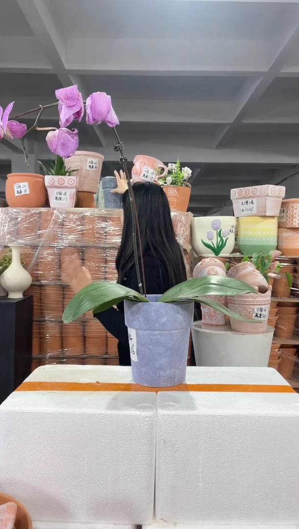 【闪购商品】红陶紫色向日葵14-16