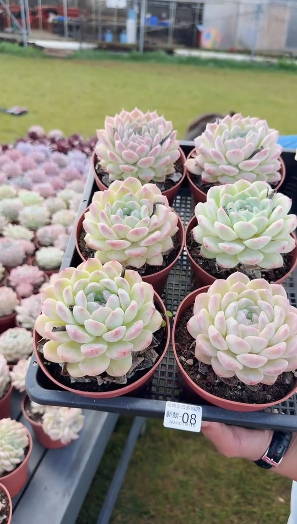 东云多肉园新款(脱土发)-08*（其中一棵）